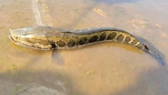 Cut the head off this invasive python-looking fish if you see it, conservationists say