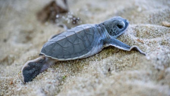 Endangered sea turtles show global recovery in new survey
