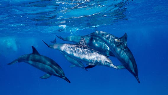 Artificial Intelligence Google working to decode dolphin communication using AI