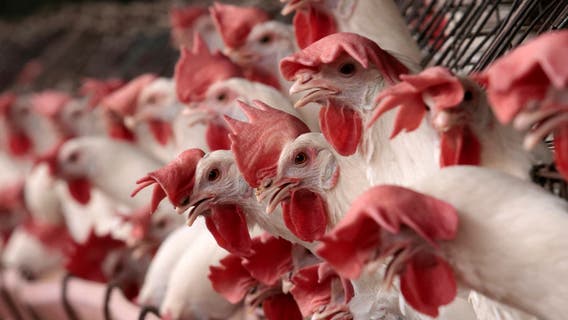 Trump FDA layoffs included staff working on bird flu response: Report