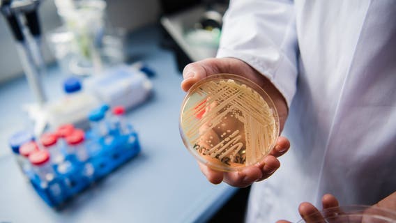 Candida auris, a deadly fungus, is on the rise in hospitals, senior facilities