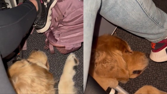Watch: Golden retrievers appear under seats during best flight ever