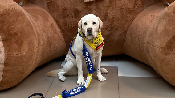 Therapy dog retires from ‘cuddle manager’ job after 8 years at children’s hospital