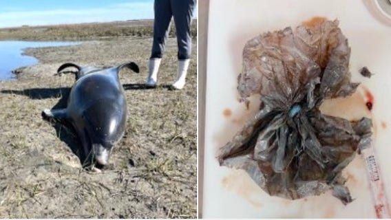 Dolphin in North Carolina dies after ingesting plastic bag