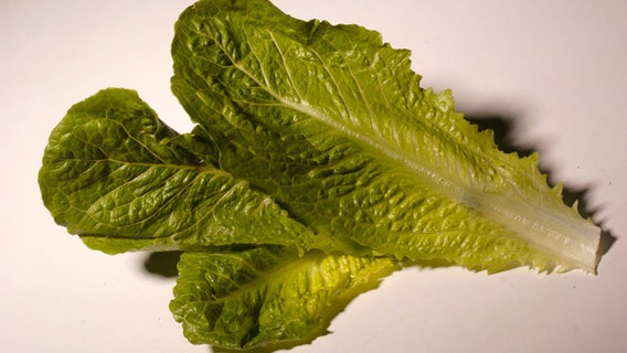 Deadly E. coli outbreak went unpublicized by FDA despite affecting 15 states: report