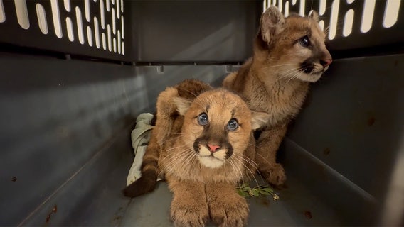 Rescued mountain lion cub paired with orphaned companion at Alabama zoo