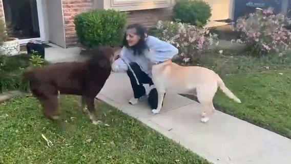Watch: Astronaut Suni Williams reunites with her dogs after 9 months in space