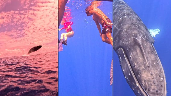 Watch: Divers’ close whale encounter after spectacular breach