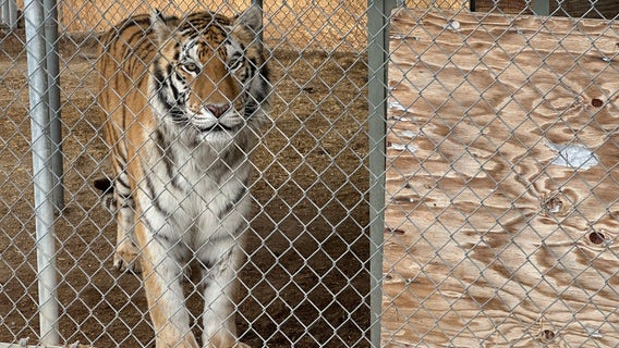 Nevada deputies seize 7 'emotional support' tigers from home