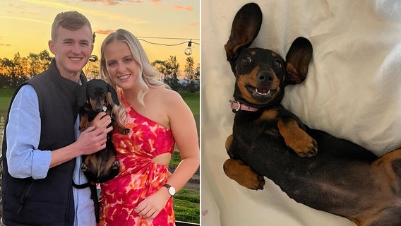 Mini dachshund evades capture on Australian island for over a year; rescuers seek help