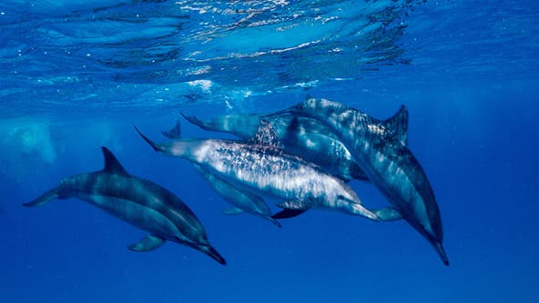 Artificial Intelligence Google working to decode dolphin communication using AI
