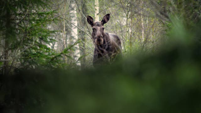 The 'Great Moose Migration': Millions tune in for Sweden's epic livestream
