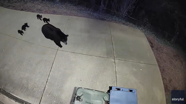 Watch: Mama black bear spotted with rambunctious cubs in North Carolina neighborhood