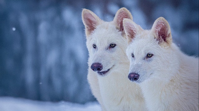 Dire wolf brought back from extinction after 13,000 years, scientists claim – what to know