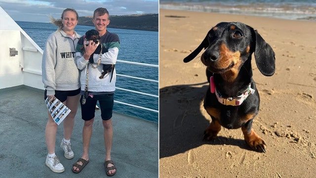 Mini dachshund who escaped owners 1 year ago continues to evade capture on remote island