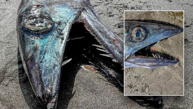 'Odd-looking' deep sea fish washes up on beach, surprising locals: 'Would not expect to run across'