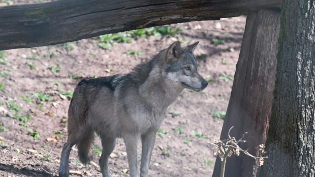 Federally protected gray wolf found dead in national park prompts investigation