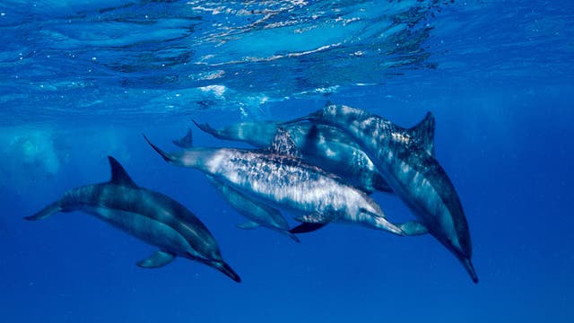 Artificial Intelligence Google working to decode dolphin communication using AI