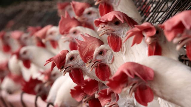 Trump FDA layoffs included staff working on bird flu response: Report