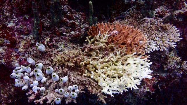 'Kiss of death': 84% of world's coral reefs hit by worst bleaching event on record