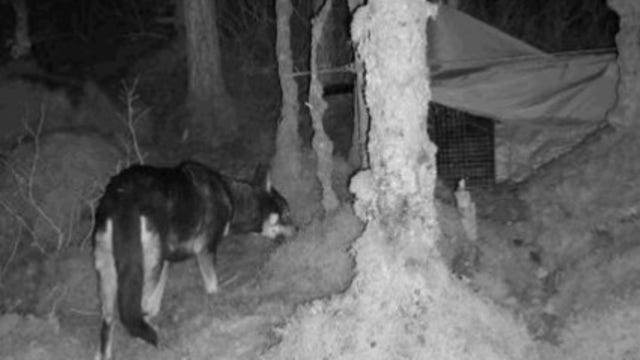 Rescued dog from LA evades capture after escaping adoptive home in Alaska