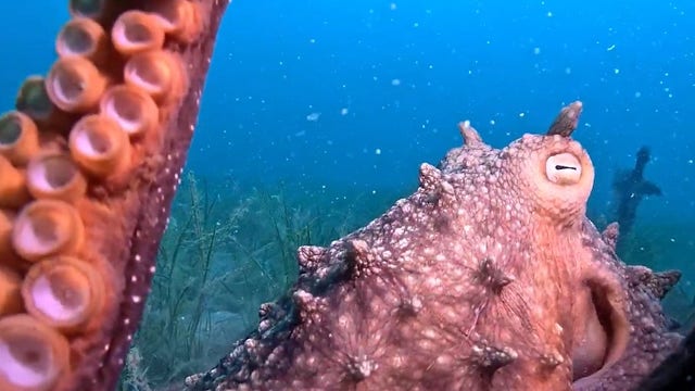 Watch: Diver captures sweet moment as octopus hugs camera