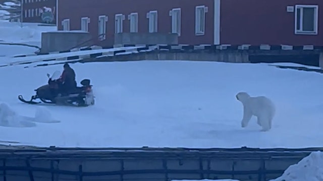 Watch: Man escapes charging polar bear by jumping on snowmobile