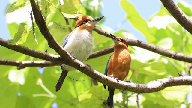 Endangered bird species lays eggs in the wild, the 1st in almost 40 years