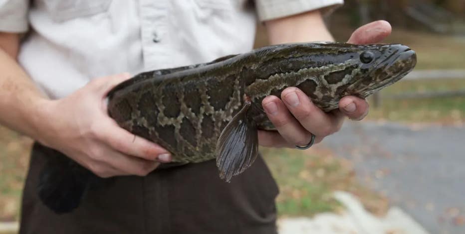 Cut the head off this invasive python-looking fish if you see it