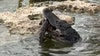 Video shows alligator eating baby gator in Florida's Everglades