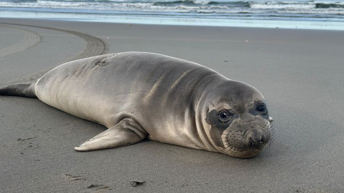 Baby seal stabbed on Oregon coast; search for suspect underway