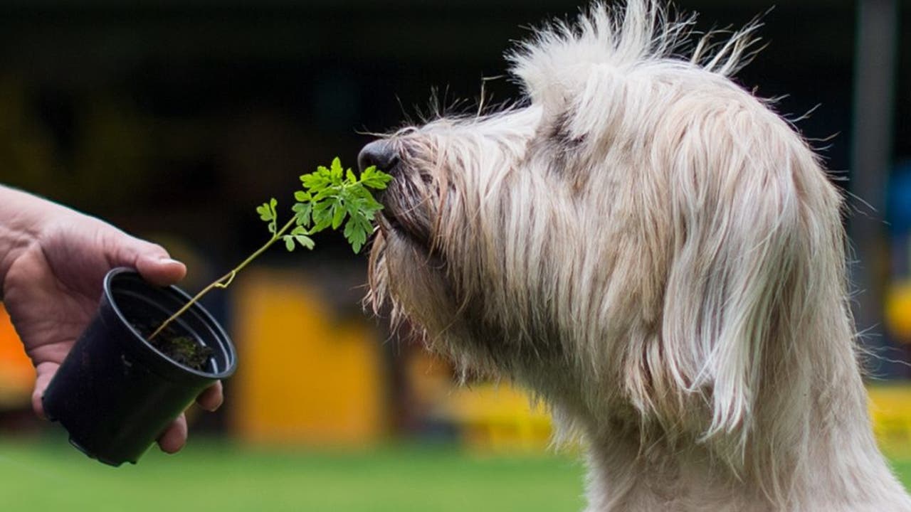 Here’s how to spot and treat allergies in dogs and cats