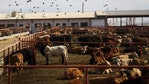 Screwworm threat forces US to halt cattle imports from Mexico: What to know