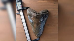 See it: Massive megalodon tooth found by diver off Florida coast