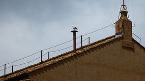 ‘Sistine seagull’ steals spotlight during papal conclave — again