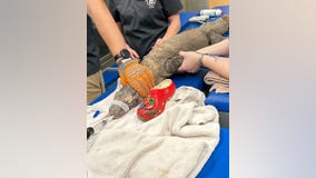 Zoo's 'curious' Komodo dragon ingests shoe thrown into exhibit: 'Please do not feed them shoes'