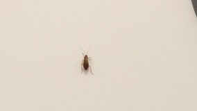 Horrified passenger films roaches crawling inside Spirit Airlines plane