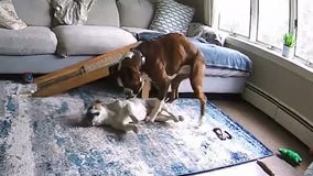 Boxer caught on camera saving French bulldog having seizure