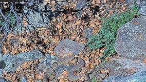 Dozens of rattlesnakes emerge in Colorado ‘mega den’ livestream