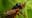 'Screaming' trees spread from South to Northeast as cicada brood emerges