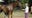 Every horse in Kentucky Derby 2025 descended from legendary Secretariat