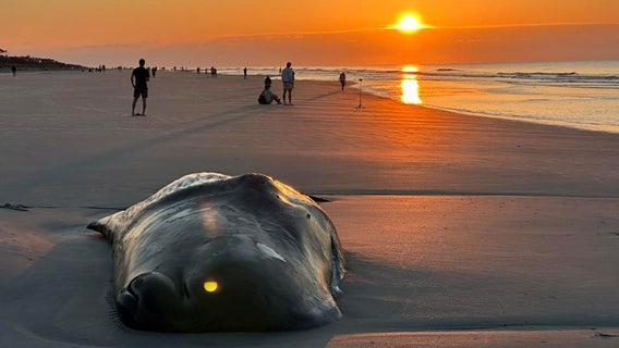 Whale euthanized after beaching on Hilton Head Island