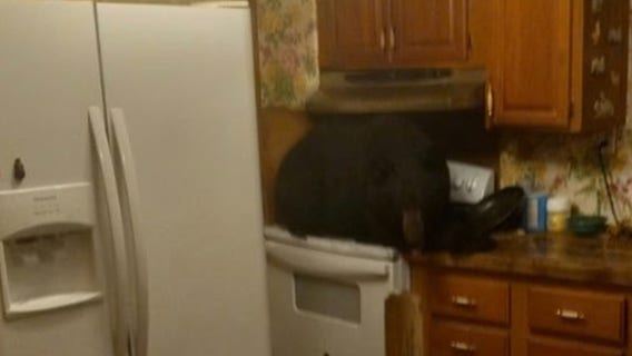 Bear crashes through Kentucky home's ceiling after climbing into attic