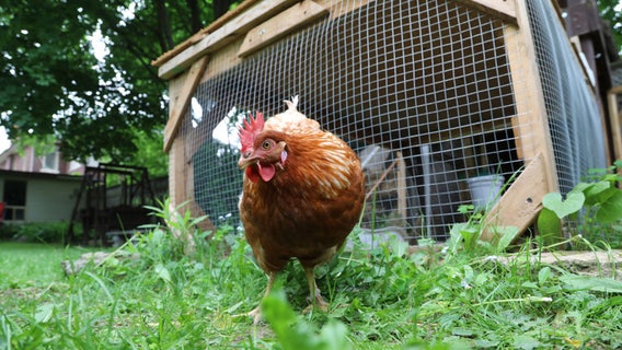 6-state salmonella outbreak blamed on backyard chickens