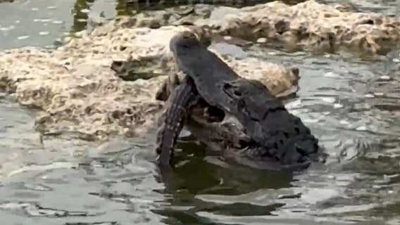 Video shows alligator eating baby gator in Florida's Everglades
