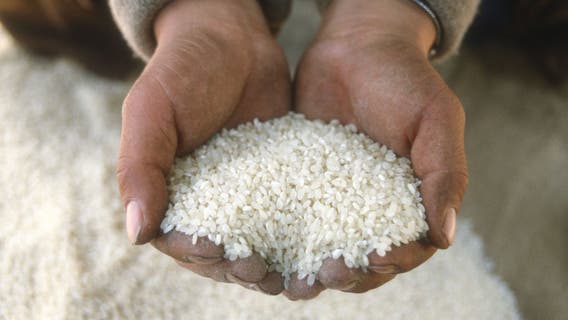 Dangerous levels of arsenic found in US rice: What families need to know now