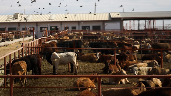 Screwworm threat forces US to halt cattle imports from Mexico: What to know