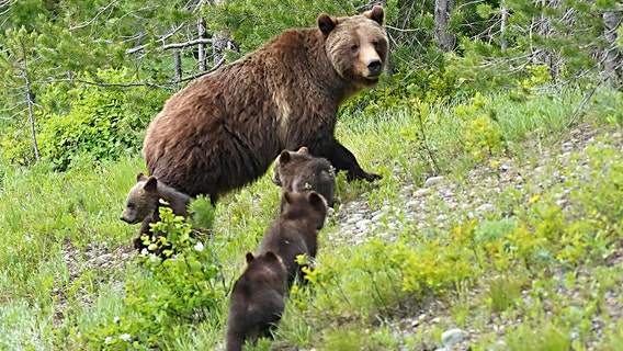 Member of beloved Grand Teton grizzly bear family hit and killed