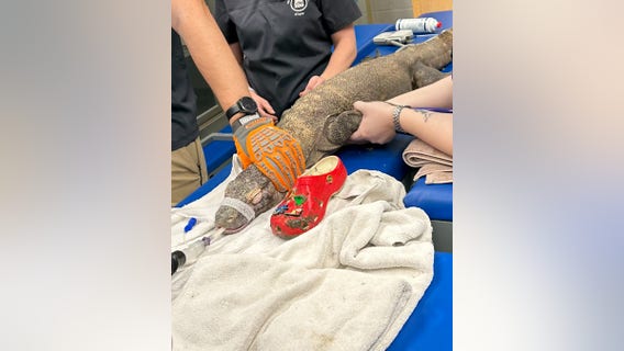 Zoo's 'curious' Komodo dragon ingests shoe thrown into exhibit: 'Please do not feed them shoes'