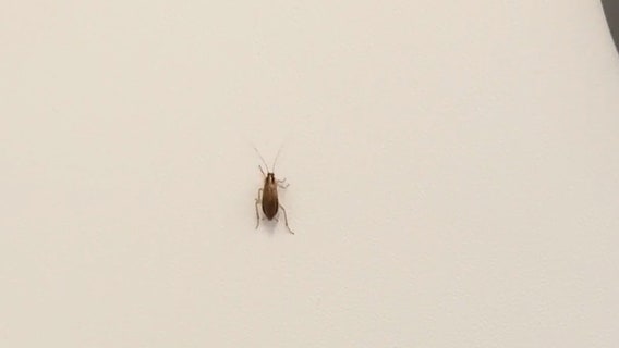 Horrified passenger films roaches crawling inside Spirit Airlines plane